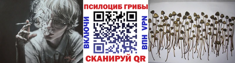 Купить где  Северобайкальск  Псилоцибиновые грибы Psilocybine cubensis 